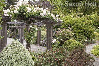 Sally Robertson's garden arbor with Sally Holmes roses