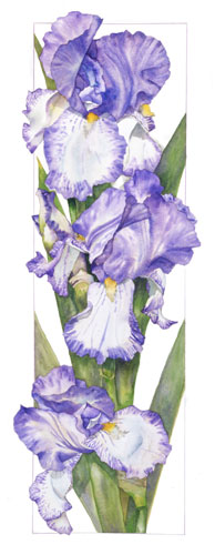 Watercolor of Altissimo Rose