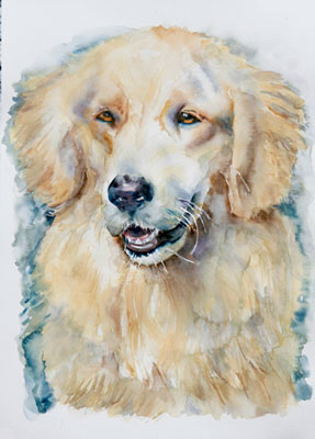 Albert, Golden Retriever watercolor