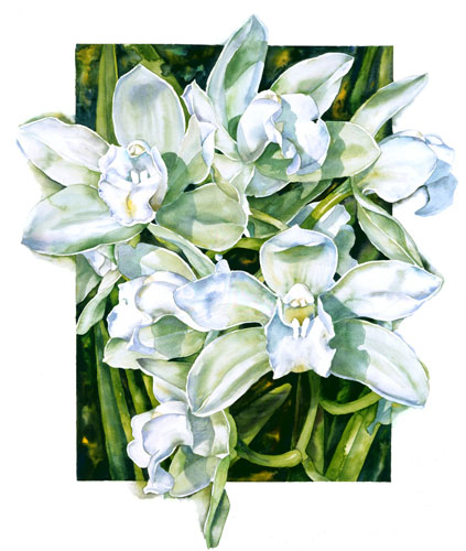 Cymbidium Sleeping Dawn