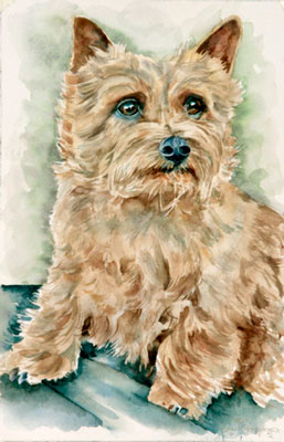 Watercolor of Ed, Norwich Terrier