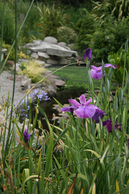 Sally Robertson's garden Japanesse Iris