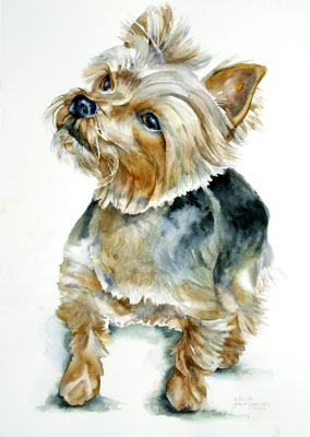 Lola, Yorkshsire Terrier watercolor