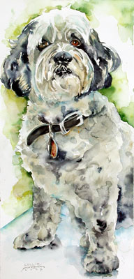 Lollie, Tibetan Terrier, dog watercolor