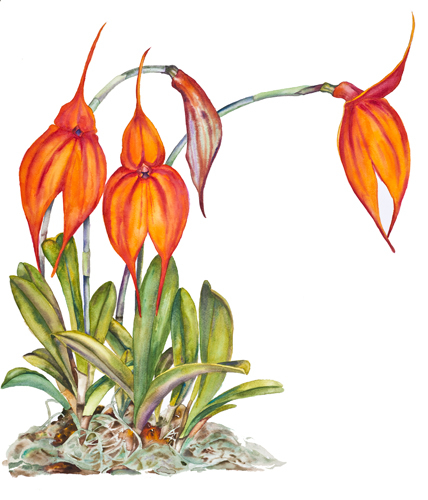 Masdevalllia veitchiana watercolor