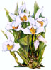 Maxillaria grandiflora watercolor