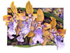 Wild Iris Still Life