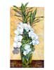 Watercolor of Orchid Panarica prismatocarpa