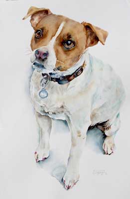 Poppy, watercolo of Jack russell  terrier by Sally Robertson