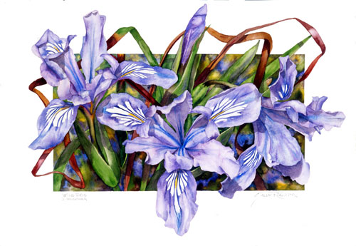 Pacific Coast Iris