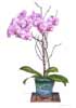 Watercolor of Moth Orchid Arraangement