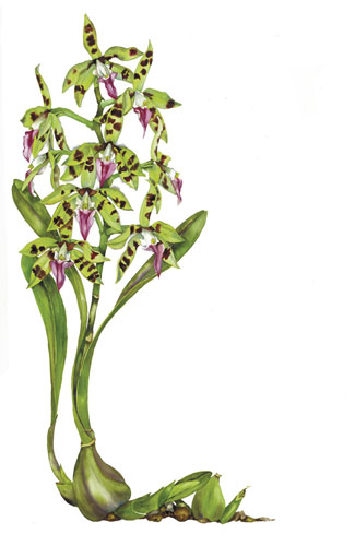 Green Panarica Orchid