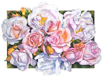 Penelope Rose Watercolor