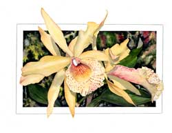 Blc Orchid Print