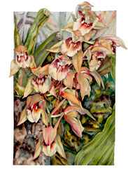 Coelogyne Fuscens watercolor by Sally Robertson