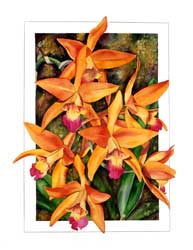Lycaste Orchid Print