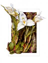 Lycaste Orchid Print