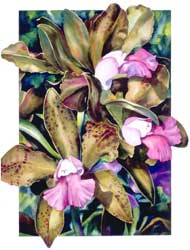 Cattleya Orchid Print