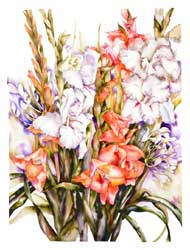 Gladiolus Print