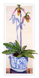 Lady Slipper Orchid Print