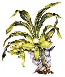 Cynoches clorochilon orchid print