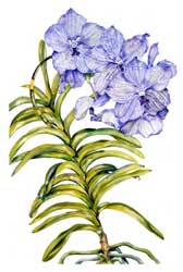 Cymbildium Orchid print