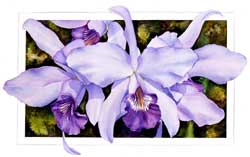 Lavendar Orchid Print