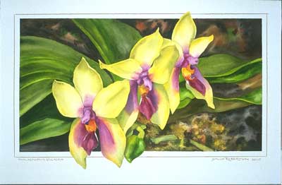 Phalaenopsis Print