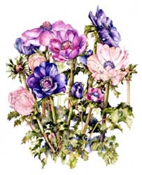 Anemone Print