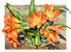 Clivia CLuster watercolor by Sally Robertson