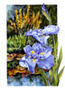 Jpanese Iris watercolor by Sally Robertson