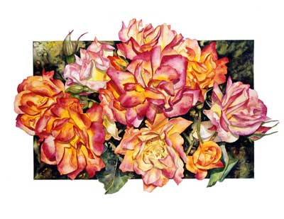 Joseph's Coat Rose