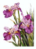 Louisiana Iris watercolor by Sally Robertson