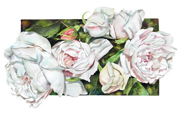 Mme Alfred Carriere rose watercolor by Sally Robertson
