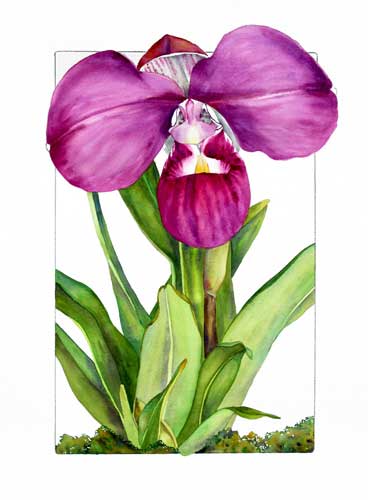 Sally Robertson watercolor of Phragmipedium kovachii<empty>