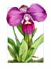 Sally Robertson watercolor Spring Song Iris still life