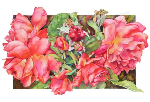 Rose Cinnamon Twist watercolor by Sally Robertson