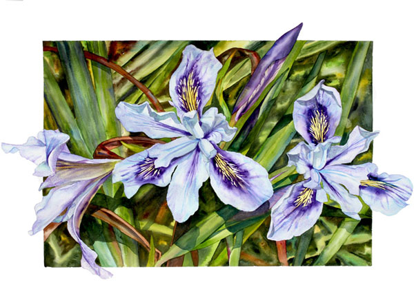 Sally Robertson watercolor of WIld Irises